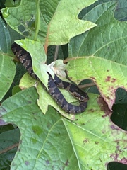 Nerodia fasciata