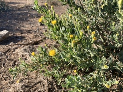 Hertia cluytiifolia
