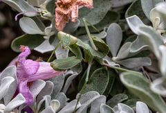 Sphodromantis viridis