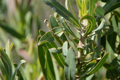Protea witches broom phytoplasma