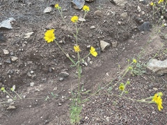 Hymenothrix dissecta