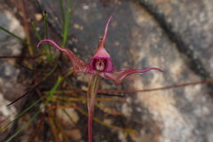 Disperis capensis capensis