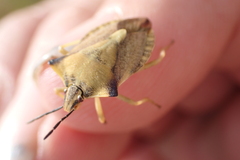 Carpocoris fuscispinus