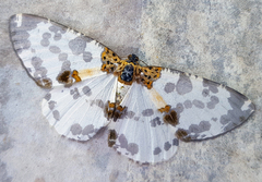 Hypomecis fulvosparsa