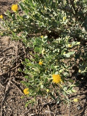 Hertia cluytiifolia