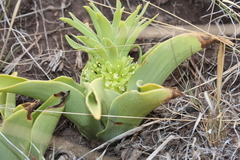 Eucomis