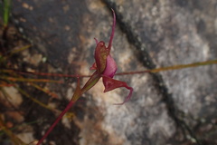 Disperis capensis capensis