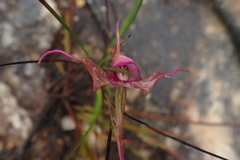 Disperis capensis capensis