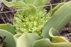 Eucomis
