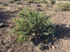 Hertia cluytiifolia