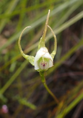 Disperis capensis capensis
