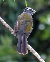 Saltator similis