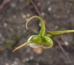Disperis capensis capensis
