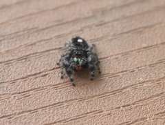 Phidippus audax