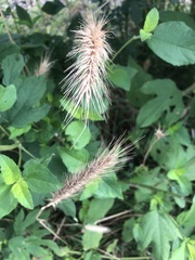 Elymus glabriflorus