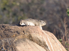 Procavia capensis