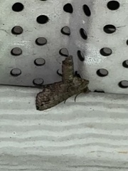 Paectes abrostoloides