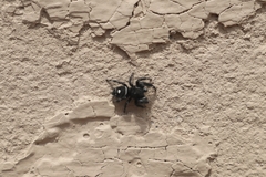 Phidippus audax