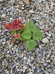 Celosia argentea plumosa