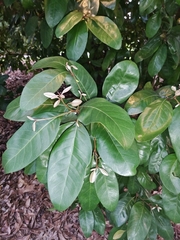 Planchonella obovata