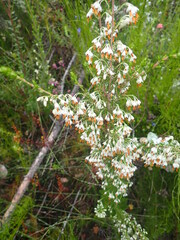 Erica penicilliformis