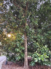 Planchonella obovata