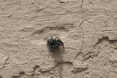 Phidippus audax