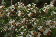 Erica penicilliformis