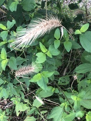 Elymus glabriflorus