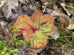 Drosera collina