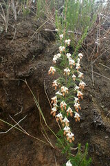 Erica penicilliformis