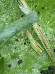 Pseudoxya diminuta