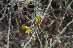 Chrysoritis zonarius