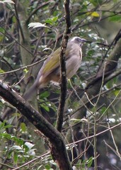 Saltator similis