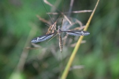 Tipula caloptera