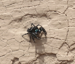 Phidippus audax