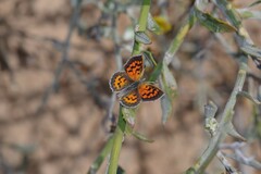 Chrysoritis zonarius