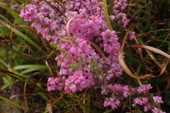 Erica melanthera
