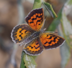 Chrysoritis zonarius