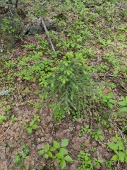 Picea obovata