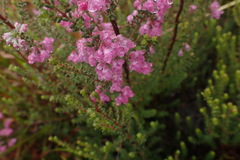 Erica melanthera