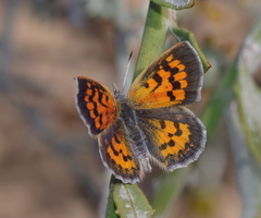 Chrysoritis zonarius