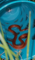 Storeria occipitomaculata