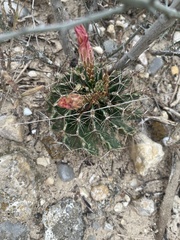 Hamatocactus setispinus