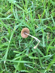 Conocybe apala albipes