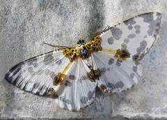 Hypomecis fulvosparsa