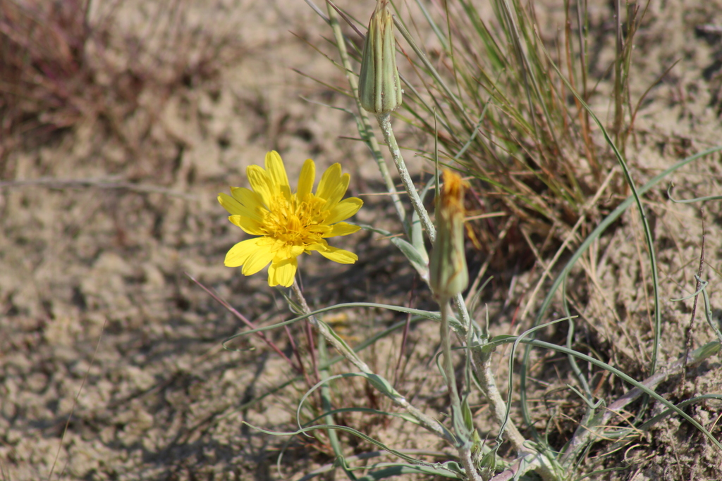Tragopogon heterospermus
