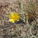 Tragopogon heterospermus - Photo (c) Thorsten Usée,  זכויות יוצרים חלקיות (CC BY-NC), הועלה על ידי Thorsten Usée