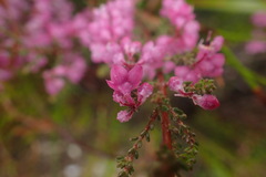 Erica melanthera