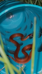 Storeria occipitomaculata